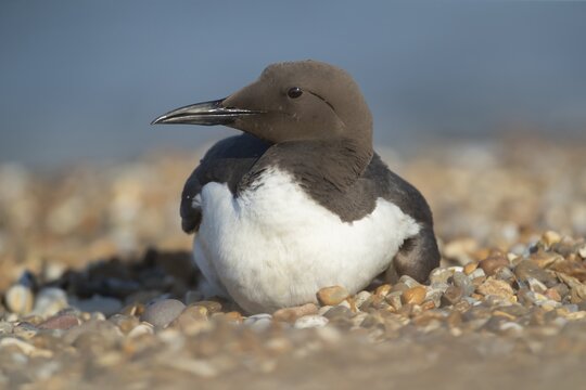 Guillemot (Uria aalge) adult seabird bird resting on a shingle beach, England, United Kingdom
