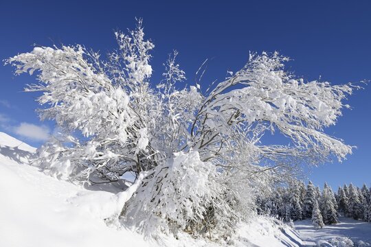Freshly snow-covered shrub, St. Moritz, Engadine, Grisons, Switzerland, Europe