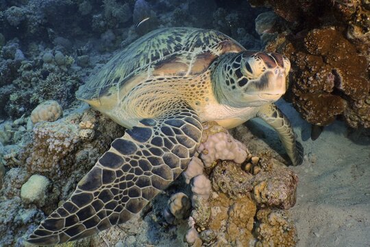 Green turtle (Chelonia mydas), Ras Mohamed dive site, Sinai, Egypt, Red Sea