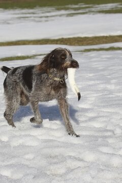Hunting (Mustela erminea) dog B&ouml;hmisch Raubart, or Cesky Fousek retrieves large weasel in the snow, Allg&auml;u, Bavaria, Germany