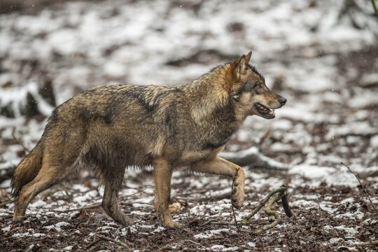 Gray wolf (Canis lupus), Winter, Neuhaus, Lower Saxony, Germany