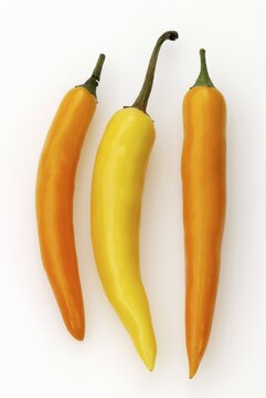 Hot Chili (Capsicum annuum)