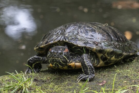 Red-cheeked turtle (Trachemys scripta elegans), Emsland, Lower Saxony, Germany