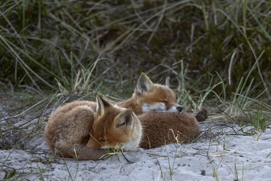 All three red fox pups (Vulpes vulpes) have gathered at the entrance to the den and are resting together, sleep, raising young, animal children, cute, playful, courtship, May, Denmark