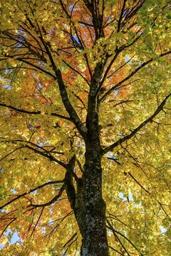 Maple (Acer), tree crown with yellow and red coloured leaves in autumn, Munich, Bavaria, Germany
