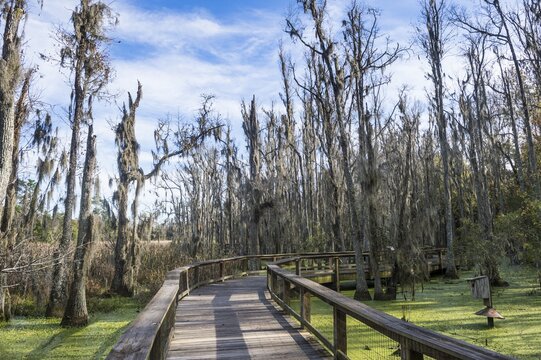 Dead trees in the swamps of the Magnolia Plantation outside Charleston, South Carolina, USA