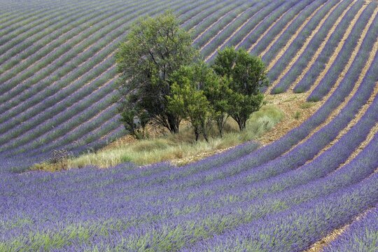 Trees in lavender field, flowering true lavender (Lavandula angustifolia), D56, between Valensole and Puimoisson, Plateau de Valensole, Provence, Provence-Alpes-Cote d Azur, South of France, France