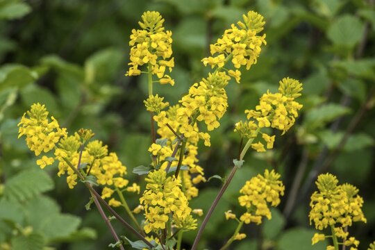 Winter cress (Barbarea vulgaris), also known as Barbara's herb, in bloom, Fellhorn, Oberstdorf, Oberallg&auml;u, Allg&auml;u, Bavaria, Germany