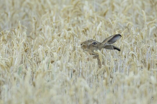 European brown hare (Lepus europaeus) adult animal eating a wheat plant seedhead in a farmland field in summer, England, United Kingdom
