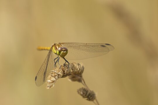 Common darter dragonfly (Sympetrum striolatum) adult insect resting on a grass plant seedhead, Suffolk, England, United Kingdom