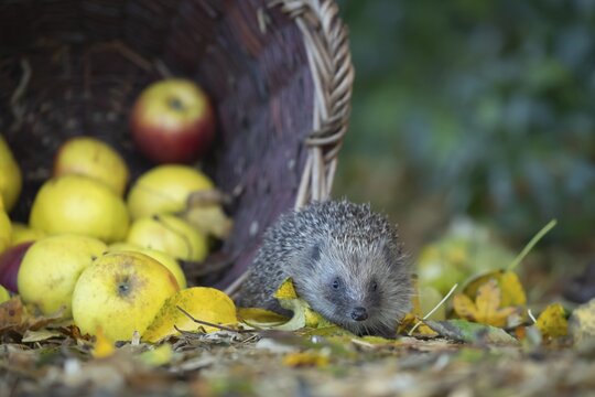 European hedgehog (Erinaceus europaeus) adult animal walking next to fallen garden apples collected in a basket in the autumn, England, United Kingdom