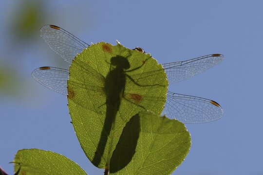 Common darter dragonfly (Sympetrum striolatum) adult insect on a tree leaf in the summer, England, United Kingdom