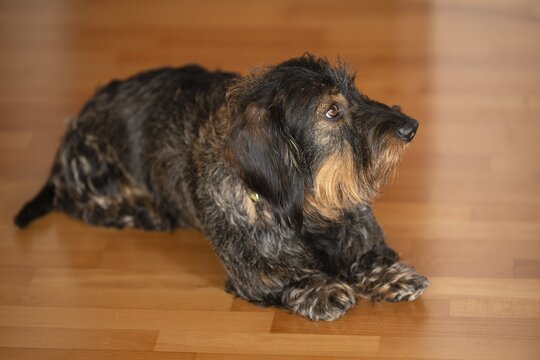 Rough-haired dachshund, male, lying on parquet floor, Stuttgart, Baden-W&uuml;rttemberg, Germany