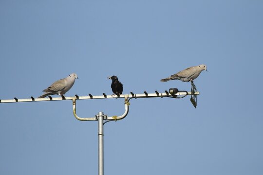Collared dove (Streptopelia decaocto) two adult birds and a Starling on an urban house television aerial, England, United Kingdom