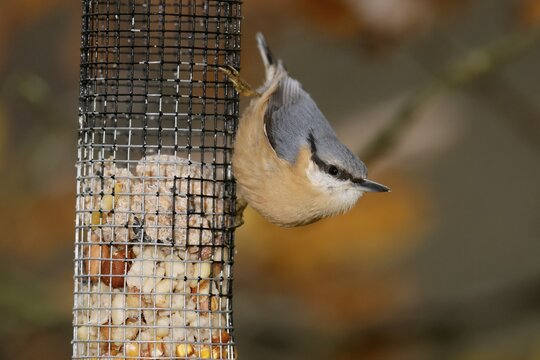 Eurasian nuthatch (Sitta europaea) hanging from a tree, wildlife, Germany