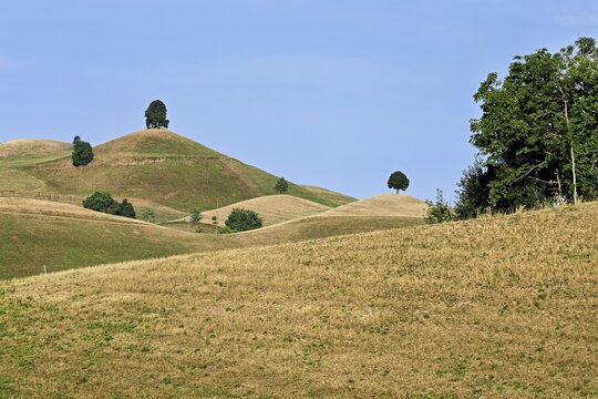 Linden trees (Tilia) growing in parched, dried-up meadows in the drumlin landscape, the hot summer of 2026, Hirzel, Canton of Zurich, Switzerland