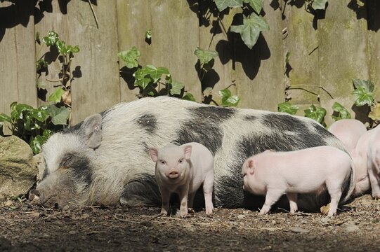 G&ouml;ttingen minipig (Sus scrofa f. domestica), sow and piglet, North Rhine-Westphalia, Germany