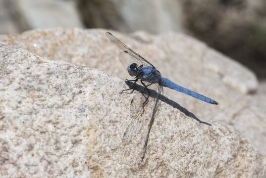 Orthetrum Brunneum, Southern Skimmer, Southern Blue Arrow, Anisoptera, Blue Arrow, Bulgaria, Damselflies, Dragonflies, Insects, Dragonflies, Male, Odonata, Sailing Barks