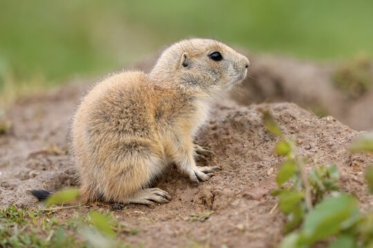 Black-tailed Prairie Dog (Cynomys ludovicianus) Young on burrow, Germany
