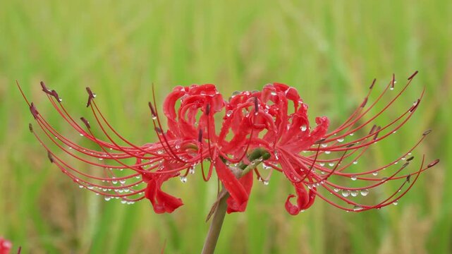 水滴のついた彼岸花