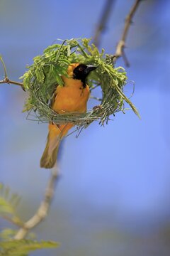 Southern Masked Weaver (Ploceus velatus), adult, male, nest building, Tswalu Game Reserve, Kalahari, North Cape, South Africa