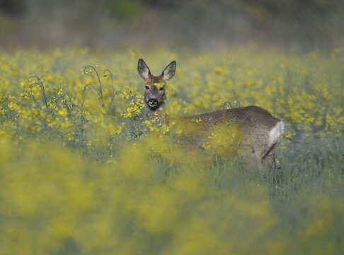 European roe deer (Capreolus capreolus), doe standing at a rapeseed field, rapeseed (Brassica napus), wildlife, Thuringia, Germany