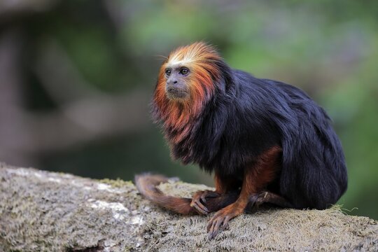 Golden-headed lion tamarin (Leontopithecus chrysomelas), adult, on tree, alert, captive