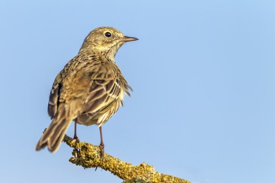 The meadow pipit (Anthus pratensis) r is a bird of open landscapes that likes to use exposed perches, breeding season, perch, Germany