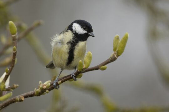 Great tit (Parus major) adult bird on a garden Magnolia tree branch with blossom in spring, England, United Kingdom