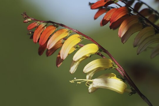 Star bindweed or Spanish flag (Ipomoea lobata, Quamoclit lobata), flowers, native to Mexico