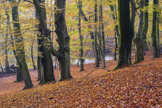 Beech forest on the Hohe Ufer on the Hunte near D&ouml;tlingen, forest, Huntepadd, D&ouml;tingen, Lower Saxony, Germany