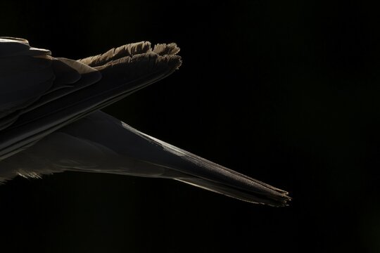 Wood pigeon (Columba palumbus) adult garden bird back and tail rim lit in summer, England, United Kingdom