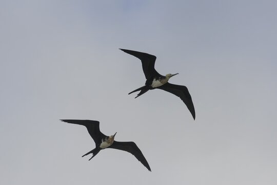 Young Great Frigatebirds (Fregata minor) in flight, Isla Genovesa, Gal&aacute;pagos Islands