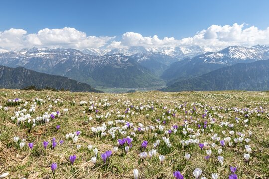 Crocus meadow near Beatenberg am Niederhorn, Bernese Alps, Interlaken, Bernese Oberland, Canton of Bern, Switzerland