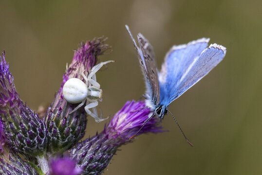 Arachnida, common blue, common blue, crested blue, misumena vatia, polyommatus icarus, arachnids, variable crab spider, arthropod, blue, butterfly, flower spider, arthropods, goldenrod crab spider, hunting, insects, hunting, crab spider, butterfly, spiders, butterflies, spiders, butterflies, butterflies, spiders, butterflies
