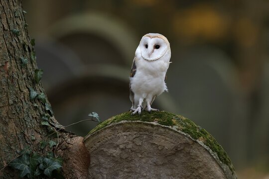 Common barn owl (Tyto alba), on a gravestone, Czech Republic