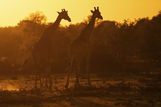 Two Angolan giraffes (Giraffa camelopardalis angolensis) stride through the wooded savannah at sunset, Etosha National Park, Namibia