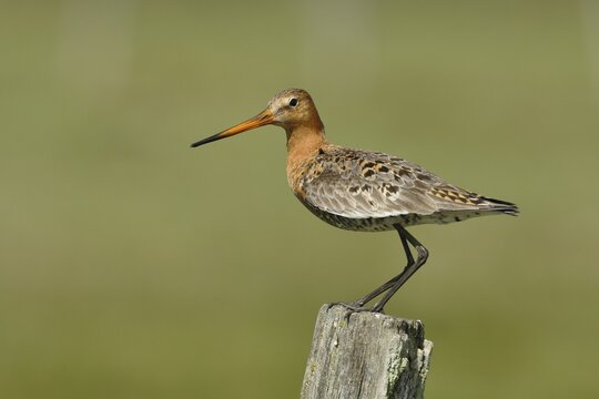 Black-tailed godwit (Limosa limosa) stands on a post, Oxenmoor, D&uuml;mmer See, Lower Saxony, Germany