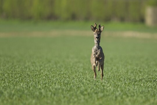 Roe deer (Capreolus capreolus) adult male roebuck buck running in a farmland cereal field, England, United Kingdom