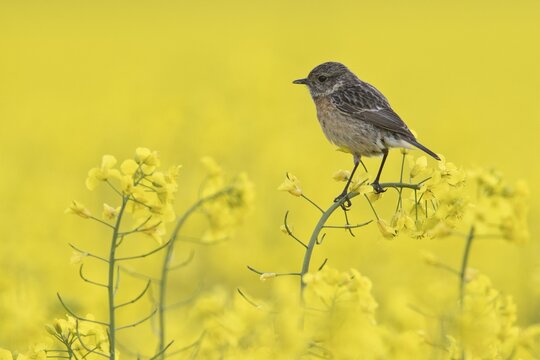 Stonechat (Saxicola rubescens), female in a rape field, Emsland, Lower Saxony, Germany