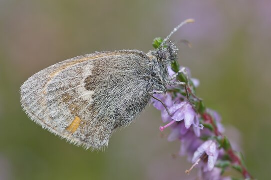 Meadow brown (Maniola jurtina), Emsland, Lower Saxony, Germany