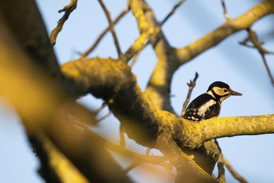 Great spotted woodpecker (Dendrocopos major) in a walnut tree, evening light, Baden-W&uuml;rttemberg, Germany