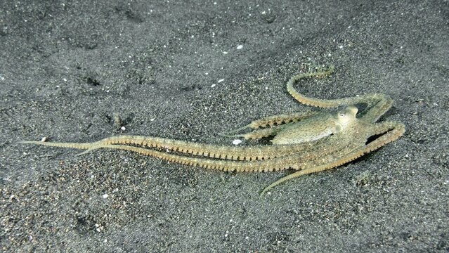 A marbled octopus (Amphioctopus aegina) spreads on sandy seabed. Puri Jati Dive Site, Umeanyar, Bali, Indonesia
