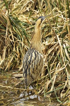Eurasian bittern (Botaurus stellaris), camouflaged standing on the edge of the reed, Switzerland