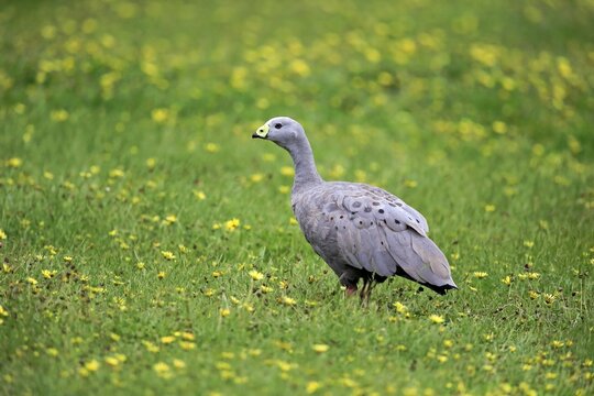 Cape Barren goose (Cereopsis novaehollandiae), adult, in flower meadow, Kangaroo Island, South Australia, Australia