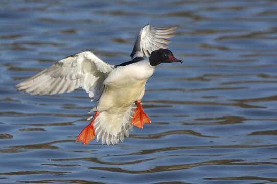 Common Merganser (Mergus merganser) approaching to land on water