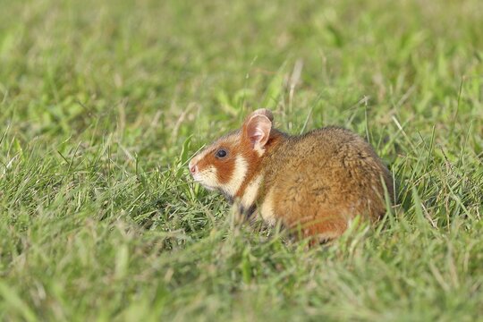 Field hamster (Cricetus cricetus), in a meadow, Vienna, Lower Austria, Austria