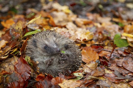 European hedgehog (Erinaceus europaeus) adult animal on fallen autumn leaves, Suffolk, England, United Kingdom