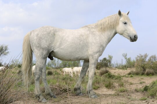 Camargue stallion, stallion, Camargue, Provence, South of France
