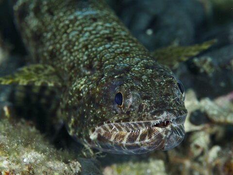 A predatory fish with visible teeth, the reef lizardfish (Synodus variegatus), in a greenish setting, at the Spice Reef dive site, Penyapangan, Bali, Indonesia